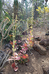 Paddle Plant (Kalanchoe luciae) at Lakeshore Garden Centres