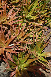 Cynthia Giddy Aloe (Aloe 'Cynthia Giddy') at Lakeshore Garden Centres