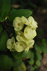 Maxi Dinni Crown Of Thorns (Euphorbia milii 'Maxi Dinni') at Lakeshore Garden Centres