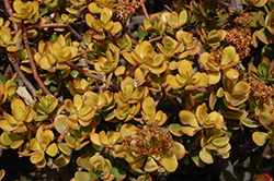 Hummel's Sunset Golden Jade Plant (Crassula ovata 'Hummel's Sunset') at Lakeshore Garden Centres