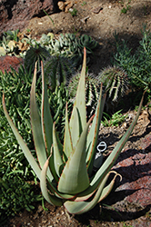 Aloe elegans (Aloe elegans) at Lakeshore Garden Centres