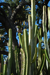 Canary Island Spurge (Euphorbia canariensis) at Lakeshore Garden Centres