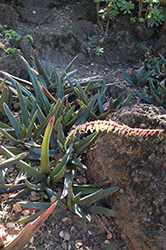 Giant Gasteria (Gasteria acinacifolia) at Lakeshore Garden Centres
