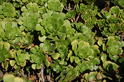 Green Platters (Aeonium 'Pseudotabuliforme') at Lakeshore Garden Centres