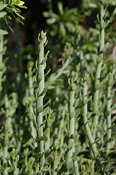 Swizzle Sticks (Senecio anteuphorbium) at Lakeshore Garden Centres