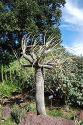 Arabian Dragon Tree (Dracaena serrulata) at A Very Successful Garden Center