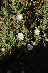 White Vygie (Trichodiadema mirabile) at Lakeshore Garden Centres
