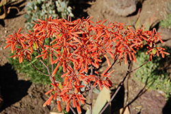 Coral Aloe (Aloe striata) at Lakeshore Garden Centres