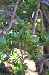 Crosby's Red Dwarf Jade Plant (Crassula ovata 'Crosby's Red') at Lakeshore Garden Centres