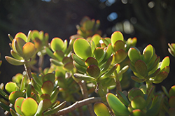 Crosby's Red Dwarf Jade Plant (Crassula ovata 'Crosby's Red') at Lakeshore Garden Centres
