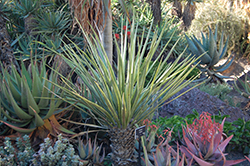 Socotra Dragon Tree (Dracaena cinnabari) at Lakeshore Garden Centres