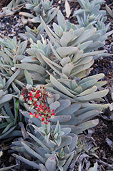 Airplane Plant (Crassula perfoliata var. falcata) at Lakeshore Garden Centres