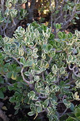 Obliqua Variegated Jade Plant (Crassula ovata 'Obliqua Variegata') at Lakeshore Garden Centres