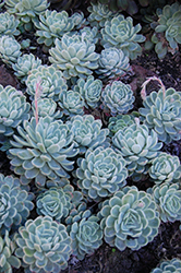 Mexican Snowball (Echeveria elegans) at Lakeshore Garden Centres