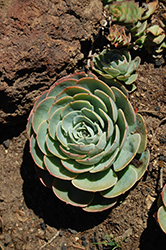 Blue Rose Echeveria (Echeveria imbricata) at Lakeshore Garden Centres
