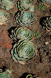Blue Rose Echeveria (Echeveria imbricata) at Lakeshore Garden Centres