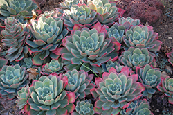 Blue Mist Echeveria (Echeveria secunda 'Blue Mist') at Lakeshore Garden Centres