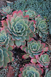 Blue Mist Echeveria (Echeveria secunda 'Blue Mist') at Lakeshore Garden Centres