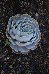 Ghost Echeveria (Echeveria lilacina) at Lakeshore Garden Centres