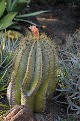Monk's Hood Cactus (Astrophytum ornatum) at Lakeshore Garden Centres