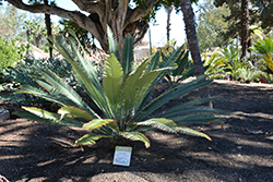 Merole's Dioon (Dioon merolae) at Lakeshore Garden Centres