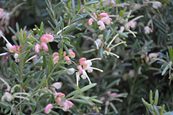 Mt. Tamboritha Woolly Grevillea (Grevillea lanigera 'Mt. Tamboritha') at Lakeshore Garden Centres