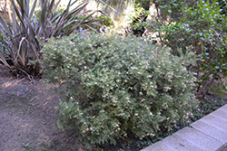 Mt. Tamboritha Woolly Grevillea (Grevillea lanigera 'Mt. Tamboritha') at Lakeshore Garden Centres