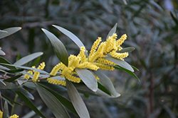 Coastal Wattle (Acacia longifolia var. sophorae) at Lakeshore Garden Centres