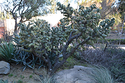 Cholla Cactus (Opuntia cholla) at Lakeshore Garden Centres