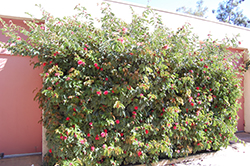 Powderpuff (Calliandra haematocephala) at Lakeshore Garden Centres