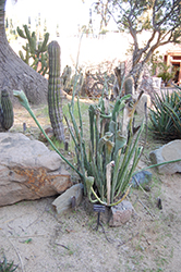 Slipper Plant (Pedilanthus macrocarpus) at Lakeshore Garden Centres