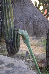 Slipper Plant (Pedilanthus macrocarpus) at Lakeshore Garden Centres