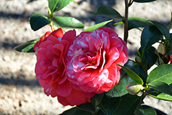 Glen 40 Variegated Camellia (Camellia japonica 'Glen 40 Variegated') at Lakeshore Garden Centres