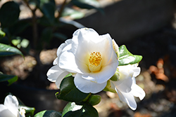 Silver Tower Camellia (Camellia japonica 'Silver Tower') at Lakeshore Garden Centres