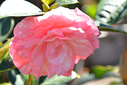 Tomorrow Park Hill Blush Camellia (Camellia japonica 'Tomorrow Park Hill Blush') at Lakeshore Garden Centres