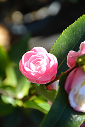 Sweet Jane Camellia (Camellia 'Sweet Jane') at Lakeshore Garden Centres