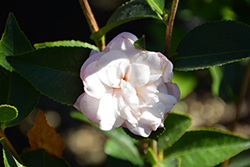 Sweet Jane Camellia (Camellia 'Sweet Jane') at Lakeshore Garden Centres