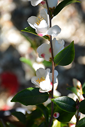 Mt. Noko Camellia (Camellia transnokoensis) at Lakeshore Garden Centres
