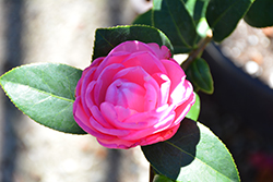 Dream Boat Camellia (Camellia x williamsii 'Dream Boat') at Lakeshore Garden Centres