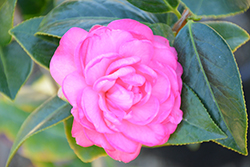 Dream Boat Camellia (Camellia x williamsii 'Dream Boat') at Lakeshore Garden Centres