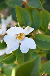 Grijsii Camellia (Camellia grijsii) at Lakeshore Garden Centres