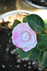 E.G. Waterhouse Variegated Camellia (Camellia x williamsii 'E.G. Waterhouse Variegated') at Lakeshore Garden Centres