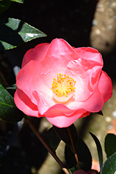 Nuccio's Carousel Camellia (Camellia japonica 'Nuccio's Carousel') at Lakeshore Garden Centres