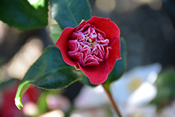 Shikibu Camellia (Camellia japonica 'Shikibu') at Lakeshore Garden Centres