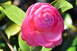 Dream Boat Camellia (Camellia x williamsii 'Dream Boat') at Lakeshore Garden Centres