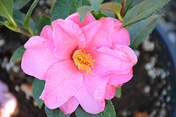 Lucky Star Camellia (Camellia x williamsii 'Lucky Star') at Lakeshore Garden Centres