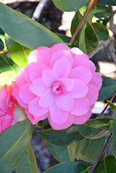 Autumn Jewel Camellia (Camellia x williamsii 'Autumn Jewel') at Lakeshore Garden Centres