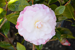 October Magic Dawn Camellia (Camellia sasanqua 'Green 03-018') at Lakeshore Garden Centres