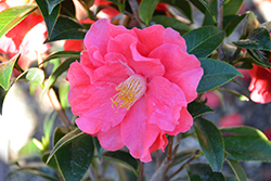 Coral Delight Camellia (Camellia x williamsii 'Coral Delight') at Lakeshore Garden Centres