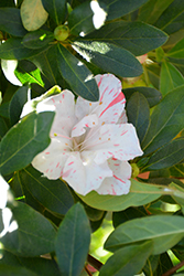 Nuccio's Crown Jewel Azalea (Rhododendron 'Nuccio's Crown Jewel') at Lakeshore Garden Centres